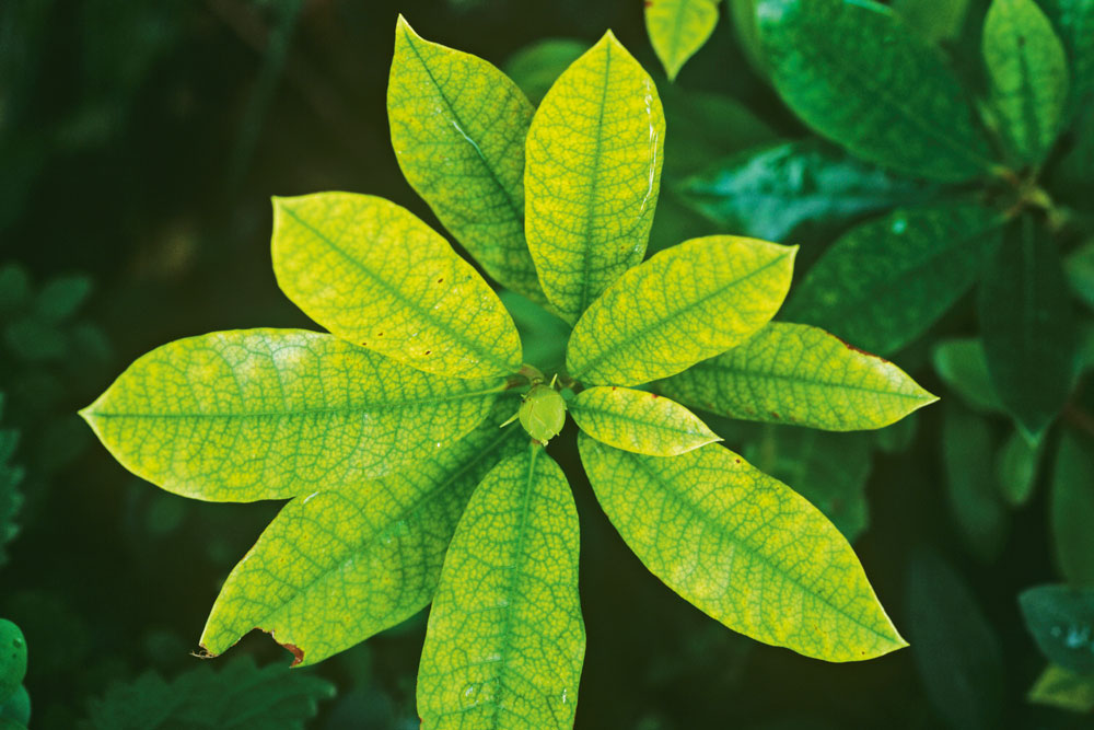 plant with iron deficiency, treat nutrient deficiencies in plants, Handyman magazine 