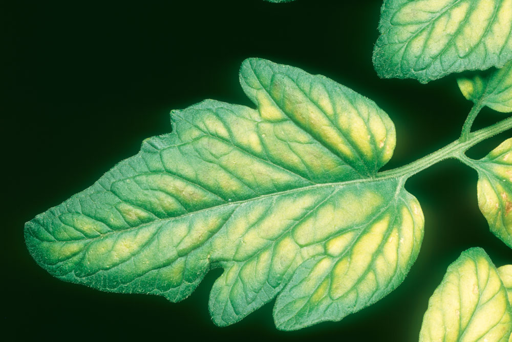 leaf with magnesium deficiency, treat nutrient deficiencies in plants, handyman magazine 