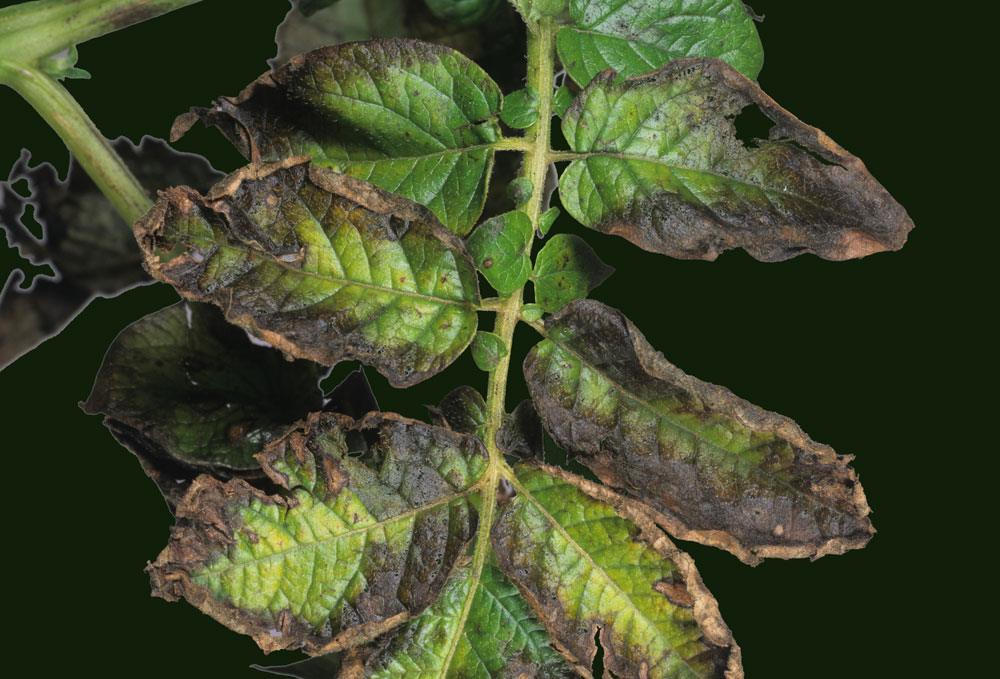 plant with potassium deficiency, treat nutrient deficiencies in plants, Handyman magazine 