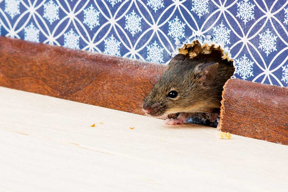 house mouse in wall, handyman magazine