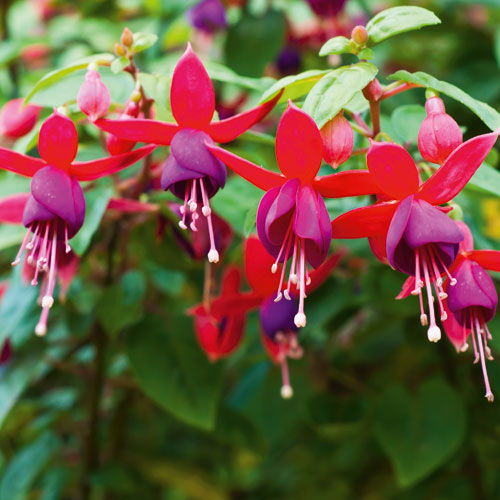 fuschias, handyman magazine, 