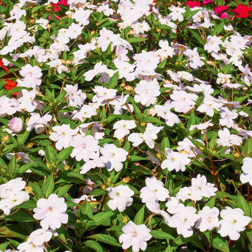 impatiens, handyman magazine 