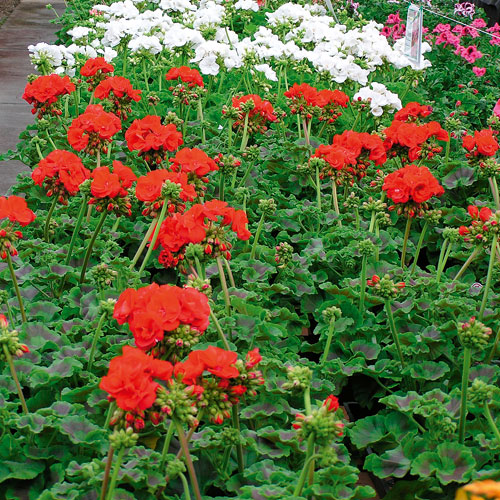 pelargoniums, handyman magazine, 