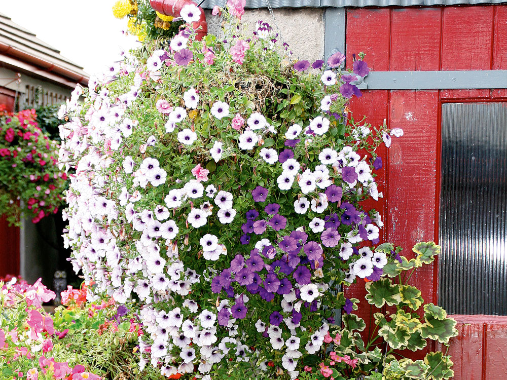 hanging basket on side of shed, handyman magazine, 