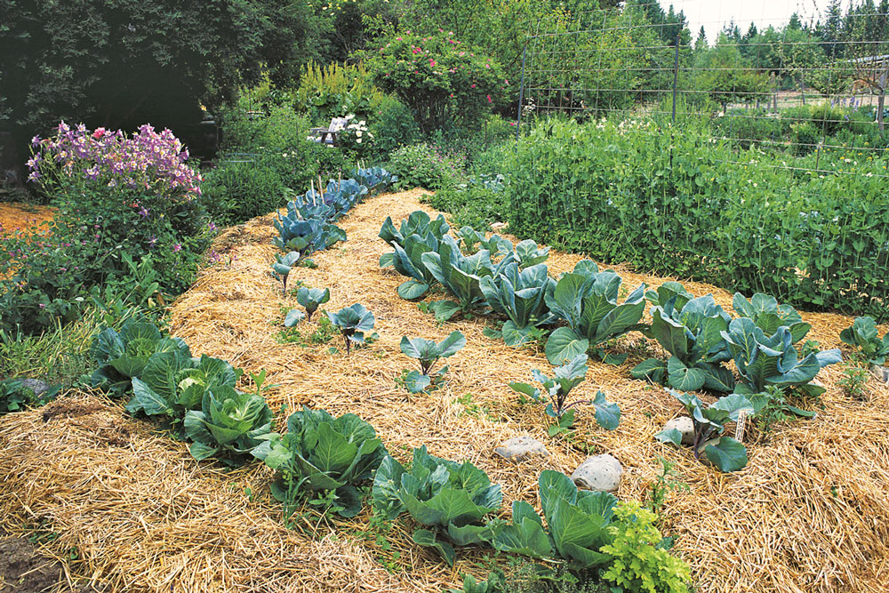 DIY Basics Essential Guide to Mulchers New Zealand Handyman Magazine