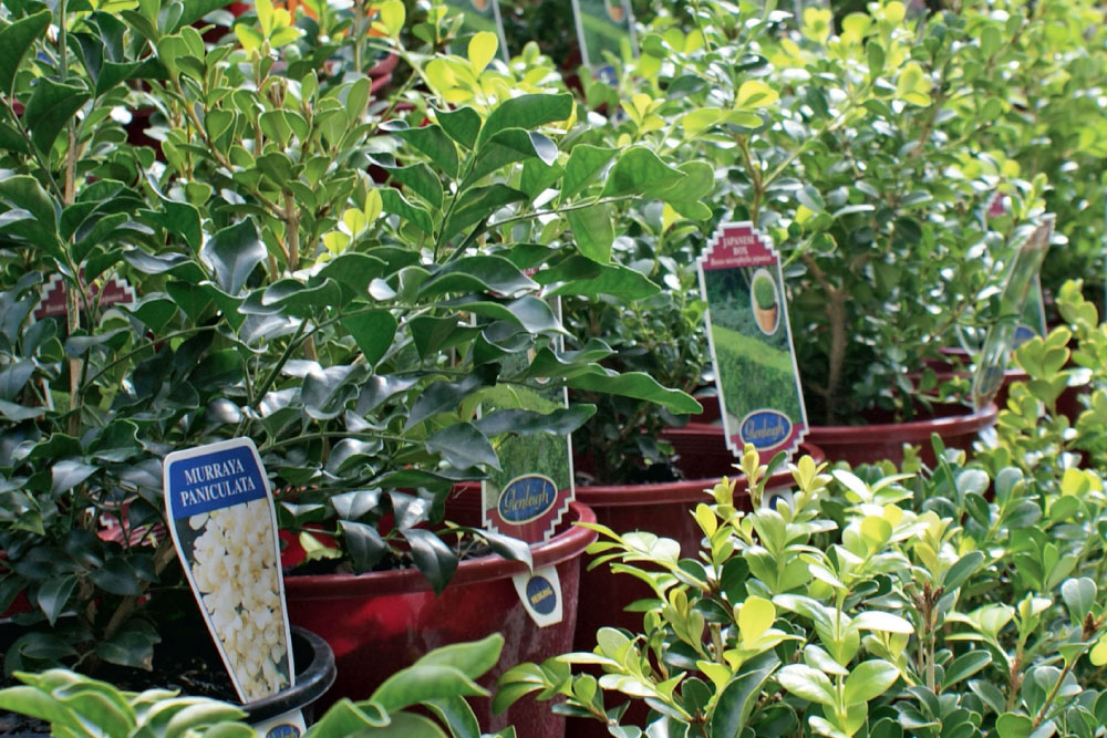 how to buy healthy plants, handyman magazine, 