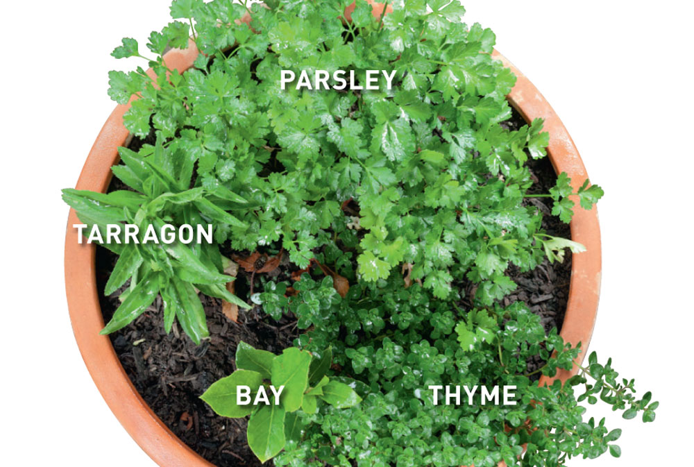 french herbs in pot, french herb cuisine, parsley, tarragon, bay, thyme, 