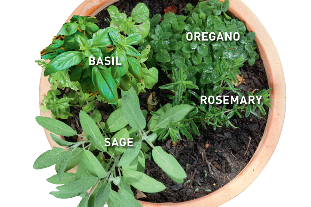 pot with italian herbs, oregano, rosemary, sage, basil , Handyman magazine, 