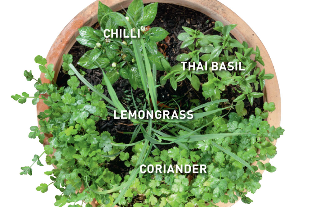 thai cuisine herb combination, chilli, lemongrass, thai basil, coriander, 