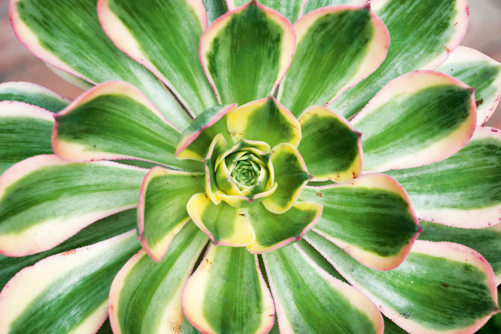 agave plant, hanging baskets, handyman magazine, DIY,