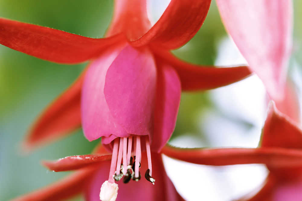 fuschia plant, hanging baskets, handyman magazine,