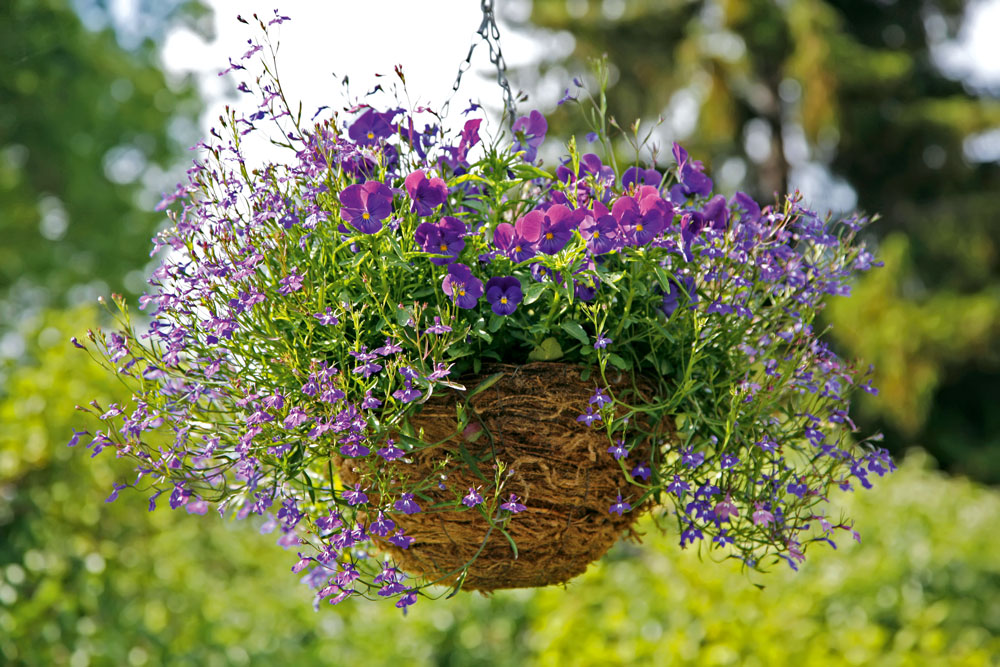 hanging basket with pansies and lobelia plants, handyman magazine,  