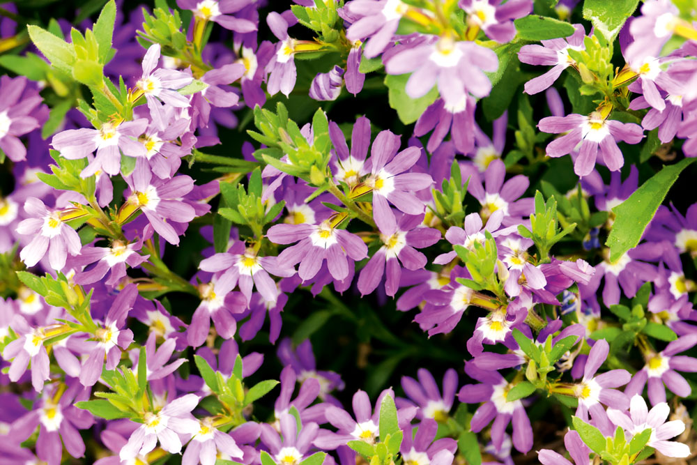 scaevola plant, hanging basket, handyman magazine, 