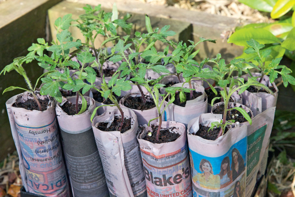 make paper plant pots with the kids, handyman magazine, 