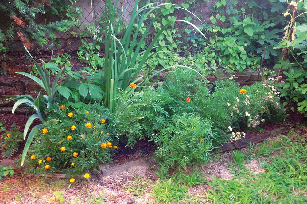layer plants in a garden bed for depth 