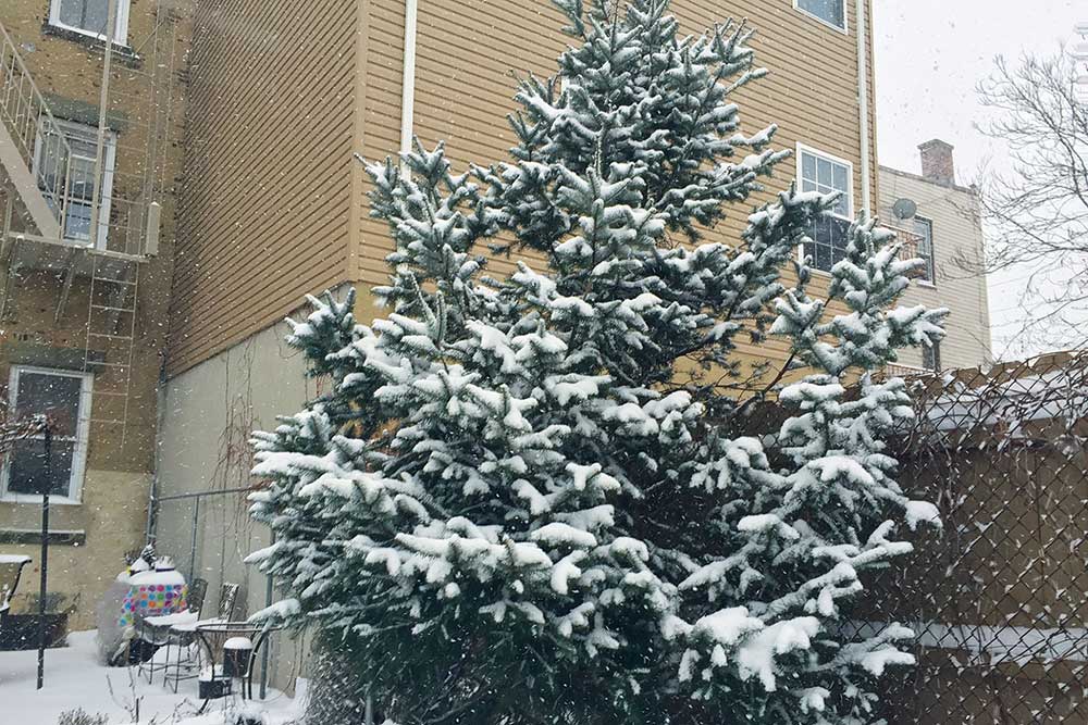 snow covered tree, handyman magazine, 