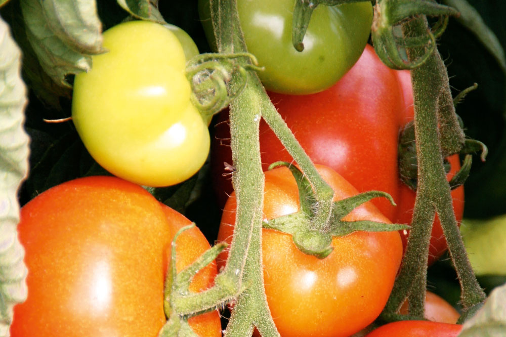 The Best Way To Grow Tomatoes New Zealand Handyman Magazine