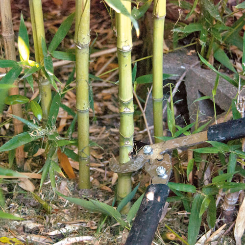 cutting bamboo with a pair of secateurs, handyman magazine, 