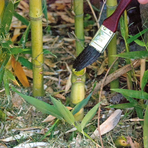 apply weedkiller to bamboo with a paintbrush, 