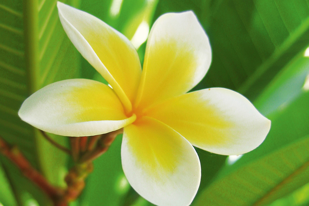 yellow-white-frangipani-flower