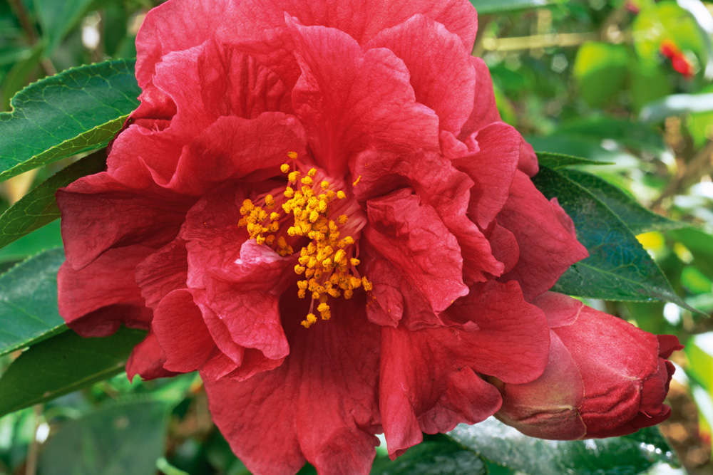 reticulatas, handyman magazine, 