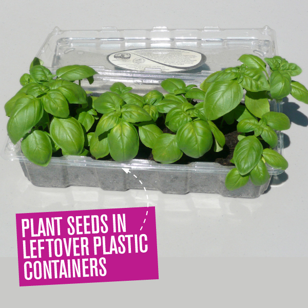 Plant seedlings in leftover plastic containers- Handyman Magazine 