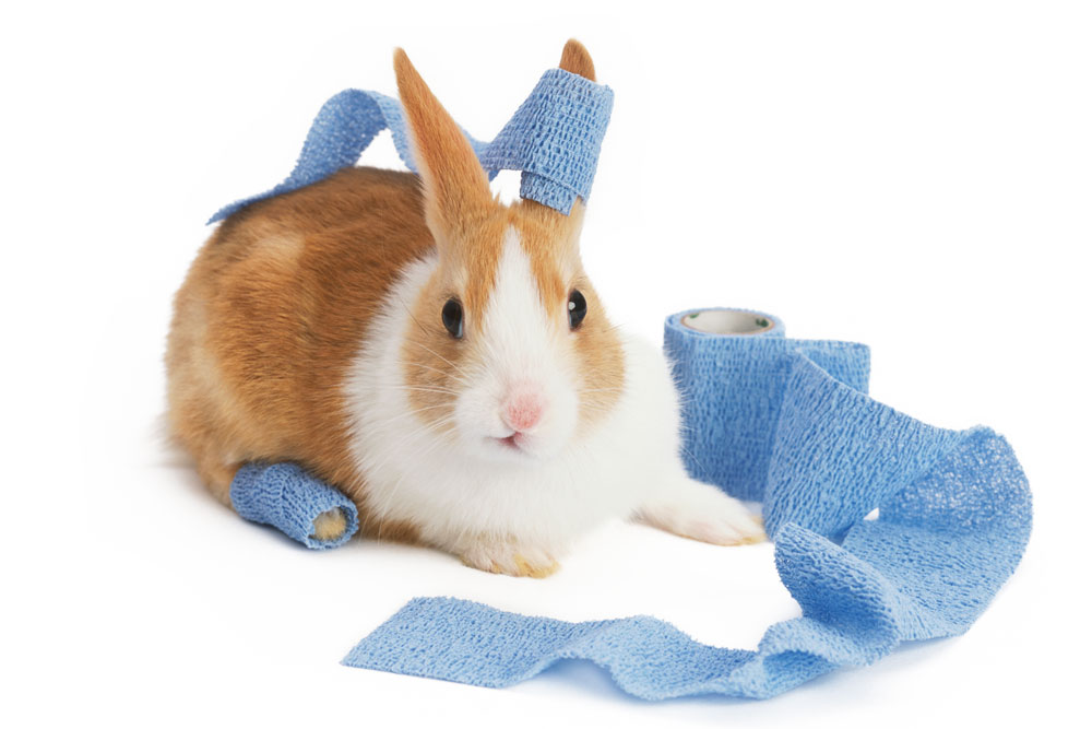 A cute rabbit in a bandage