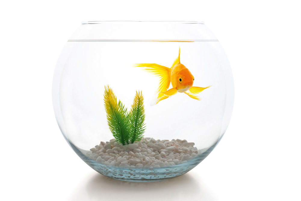 A goldfish in a bowl