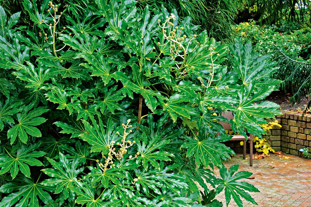 Fatsia japonica 