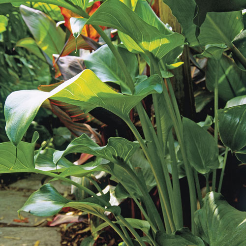 canna, tropical plant, build a dry raised garden bed, handyman magazine, 