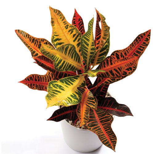 croton plant, choosing tropical plants, handyman magazine, 