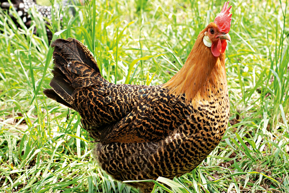 Andalusian chickens prefer a hot climate