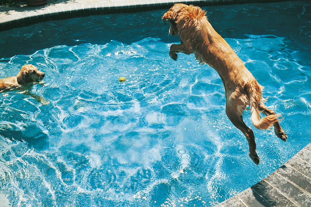 Собака купается. Собака купается. Хаски в ванне. Собака купается видео. Собака купается видео.