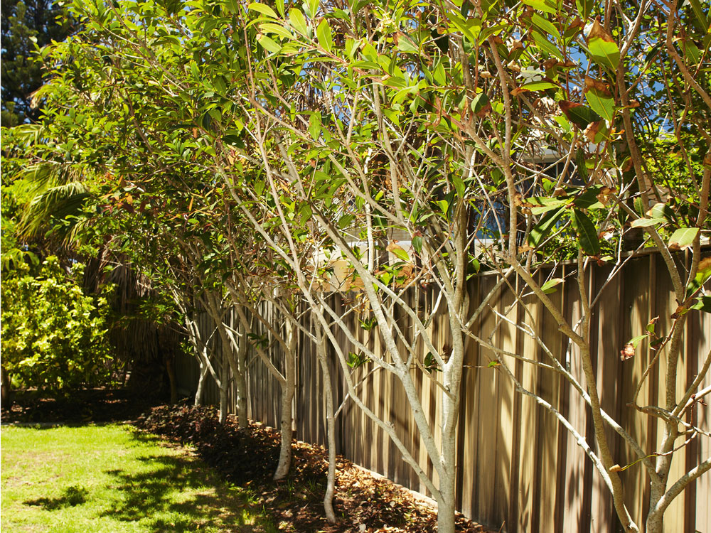 lillipilly trees planted in a row, handyman magazine, landscape for privacy, 
