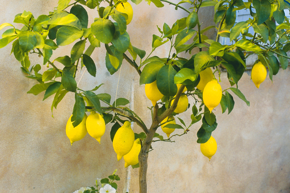 Lemon tree, Handyman Magazine, gardening, 