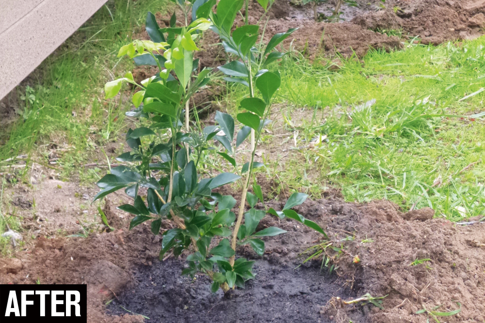 raised garden bed after planting hedges, Handyman magazine, 