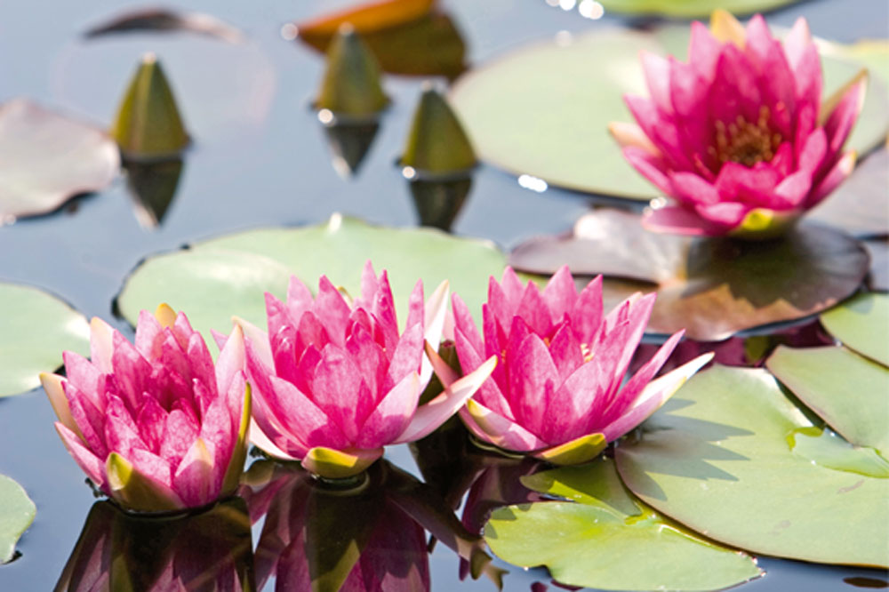 water lily , plant a pond, handyman magazine, 