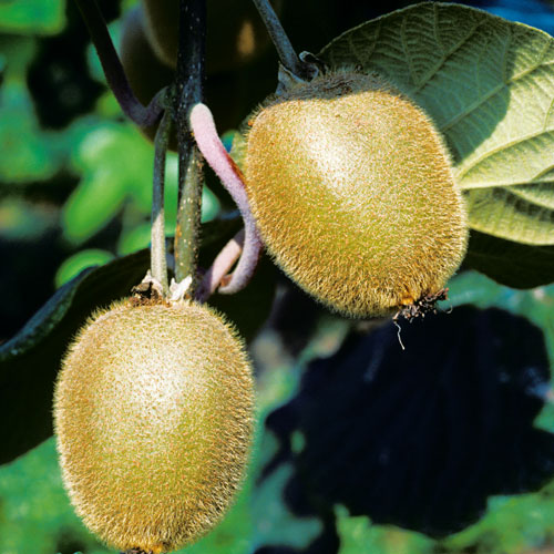 kiwifruit, raise tropical fruit, 