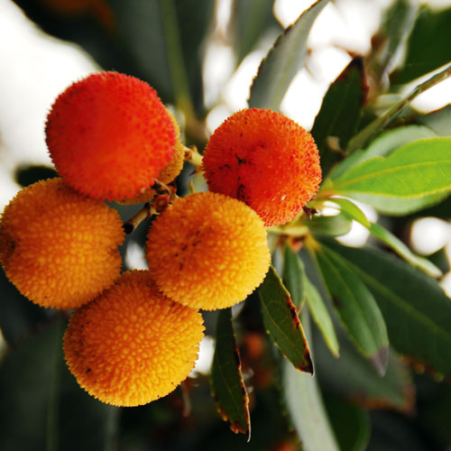 lychees, grow tropical fruit, handyman magazine, 