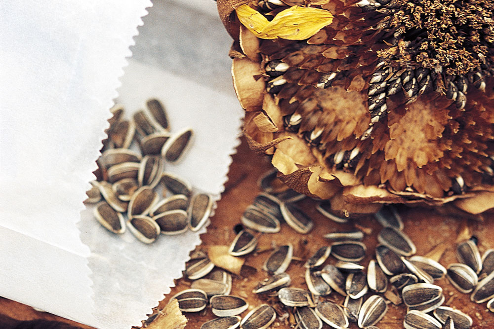 sunflower seeds, handyman magazine, 