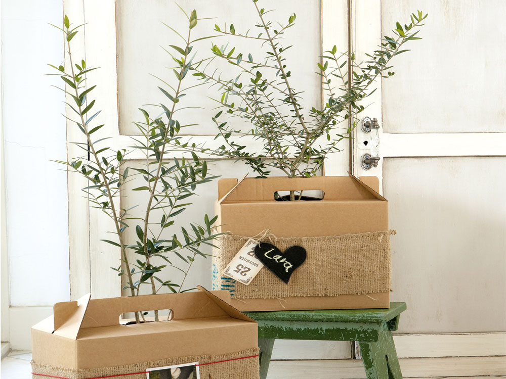 olive tree in box, handyman magazine, 