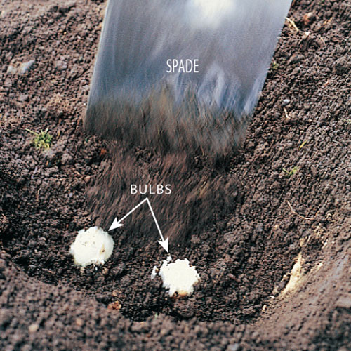 plant spring bulbs in the ground, handyman magazine, 