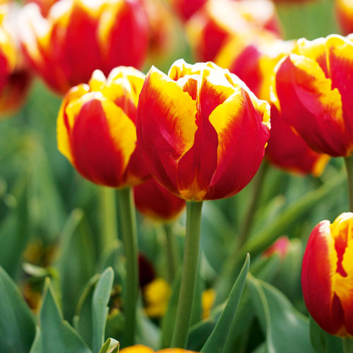 Handyman Magazine, Blog, Garden, Favourite Flowers, Tulips